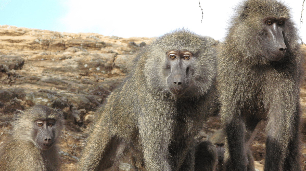 Baboon Family