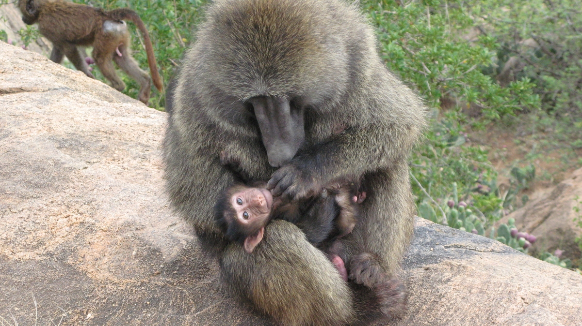 Baboon Family